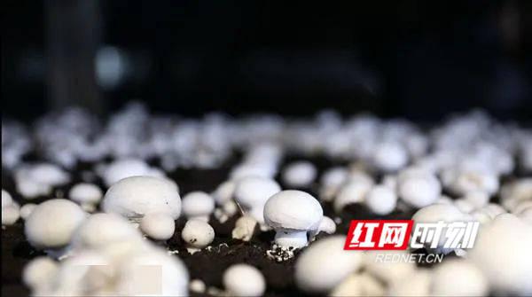 东安:农产品"带码上市"食用安全有保障