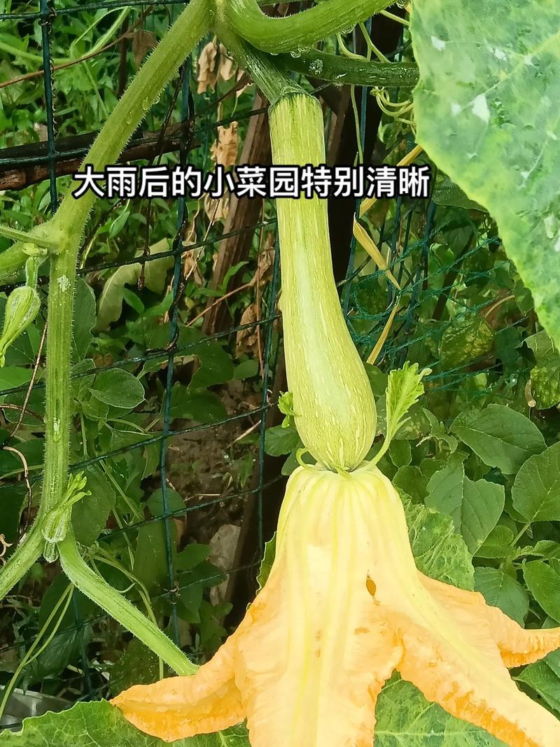 你认识这些农作物吗?这些农作物你能依依叫出它的名字吗?评论区